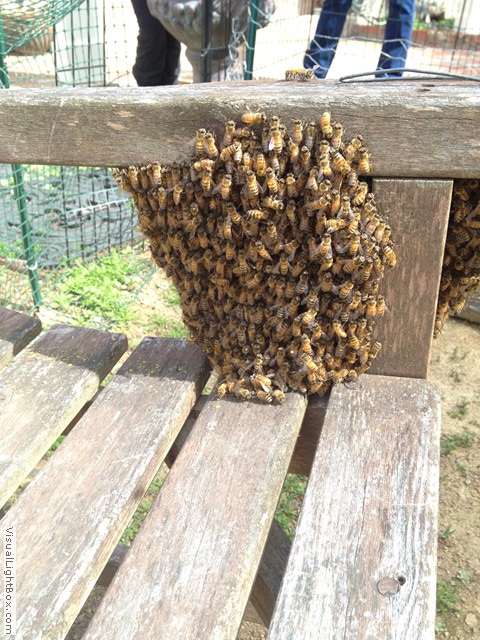 Bee Removal 24 7 Emergency Service Honey Ladies   G57 