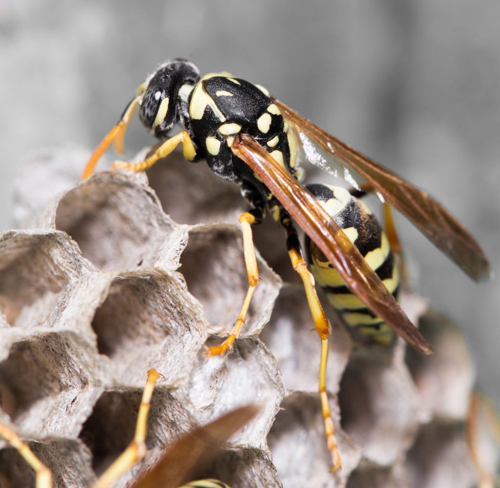 Wasp Removal – 24/7 Emergency Service – Honey Ladies